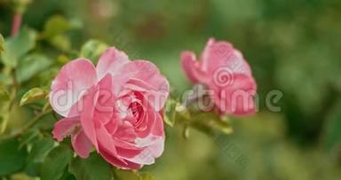花园里新鲜的粉红色玫瑰。 秋天刮风的一天，花园里的淡粉色玫瑰